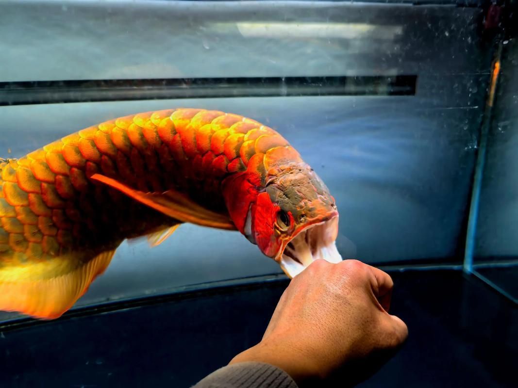 臨夏州龍魚的養(yǎng)殖技術(shù)有哪些？，臨夏州龍魚養(yǎng)殖技術(shù)