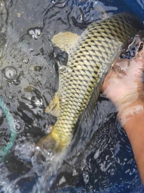 石阡龍魚的市場口碑如何？，石阡龍魚的市場口碑
