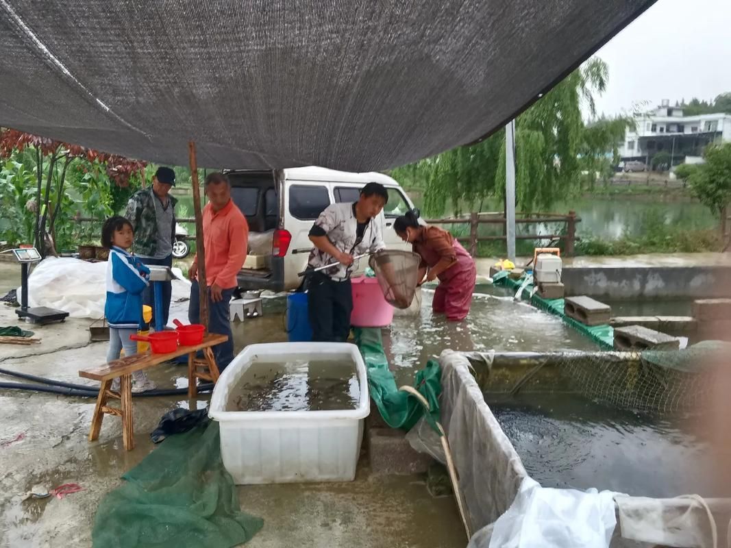 石阡龍魚的市場口碑如何？，石阡龍魚的市場口碑