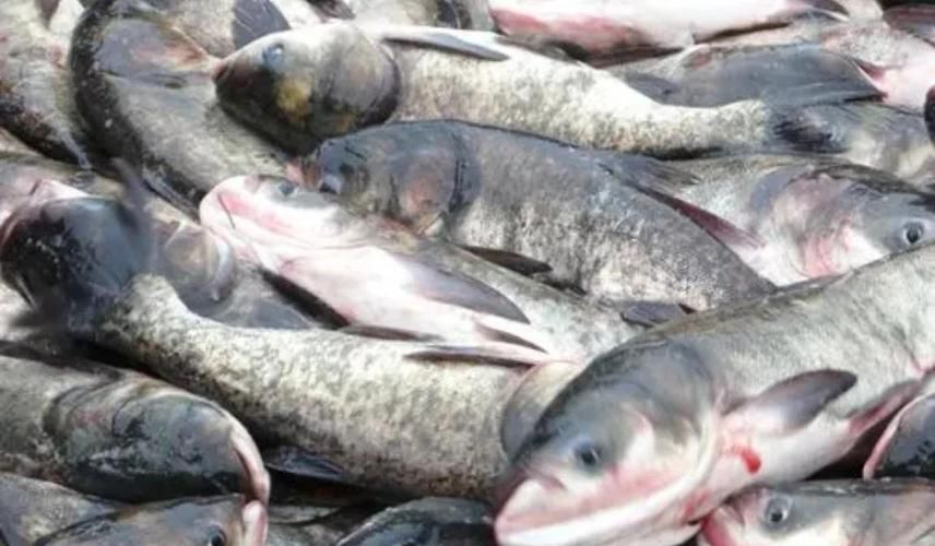五大連池鰱魚(yú)和龍魚(yú)有什么區(qū)別？，五大連池鰱魚(yú)與龍魚(yú)的區(qū)別