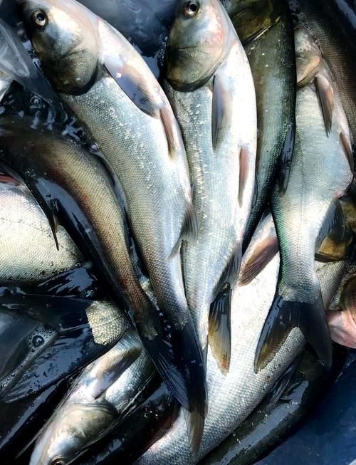 五大連池鰱魚(yú)和龍魚(yú)有什么區(qū)別？，五大連池鰱魚(yú)與龍魚(yú)的區(qū)別