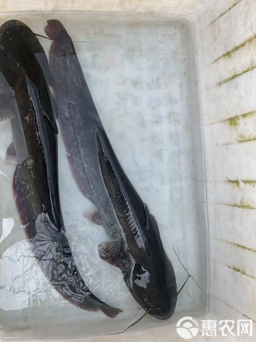 五大連池鰱魚(yú)和龍魚(yú)有什么區(qū)別？，五大連池鰱魚(yú)與龍魚(yú)的區(qū)別