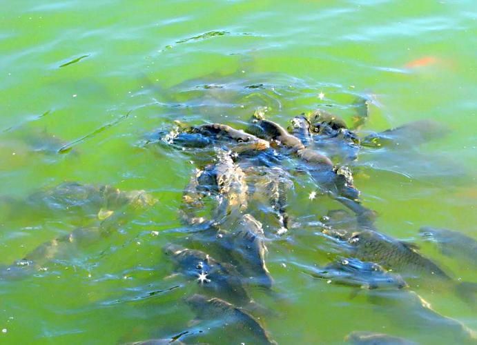 五大連池鰱魚(yú)和龍魚(yú)有什么區(qū)別？，五大連池鰱魚(yú)與龍魚(yú)的區(qū)別