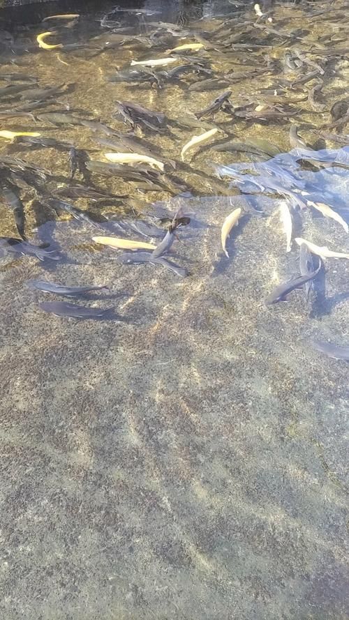 有哪些知名的蘭州紅龍魚漁場，蘭州有哪些知名的紅龍魚漁場？