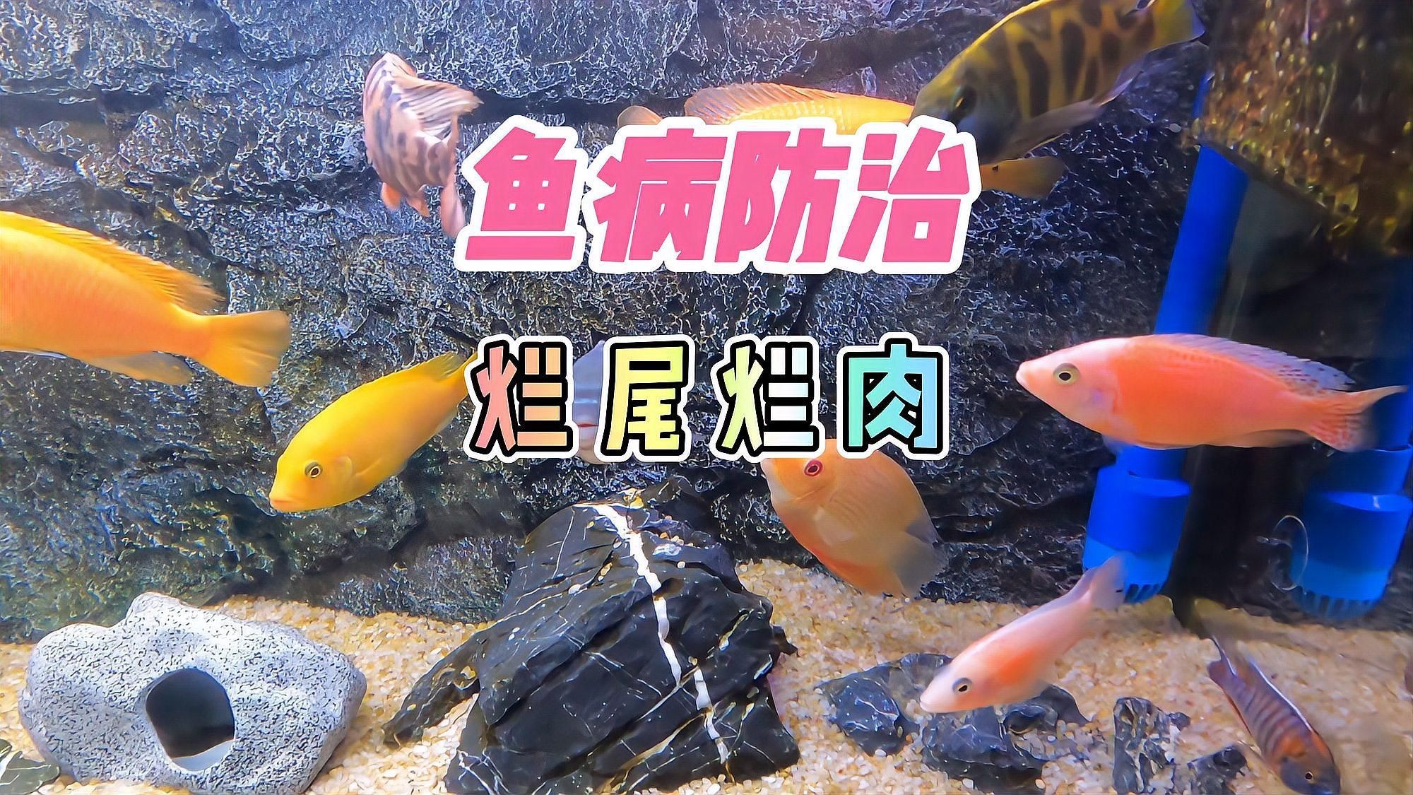 魚身上有潰爛還能吃嗎，魚身上有潰爛還能吃嗎，