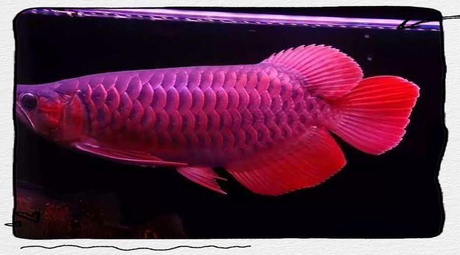 給我推薦一些優質的50厘米紅龍魚，50厘米紅龍魚發色進度對照表 給我推薦一些優質的50厘米紅龍魚，50厘米紅龍魚發色進度對照表 龍魚百科 第3張