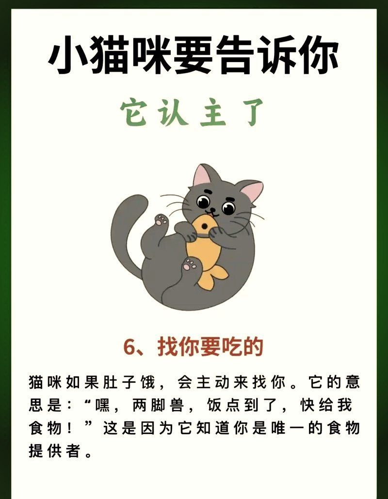 如何判斷龍貓是否粘人，如何判斷龍貓是否粘人，龍貓認(rèn)主的表現(xiàn)與判斷方法 如何判斷龍貓是否粘人，如何判斷龍貓是否粘人，龍貓認(rèn)主的表現(xiàn)與判斷方法 龍魚(yú)百科 第2張