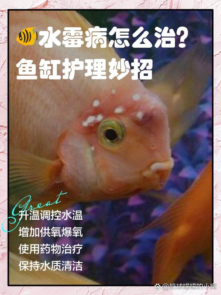 銀龍魚水霉病初期如何治療，銀龍魚水霉病的初期與后期癥狀