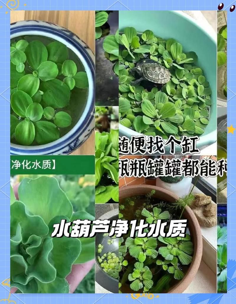 有哪些植物可以吸收魚缸中的有害物質，魚缸里的“水質守護者”