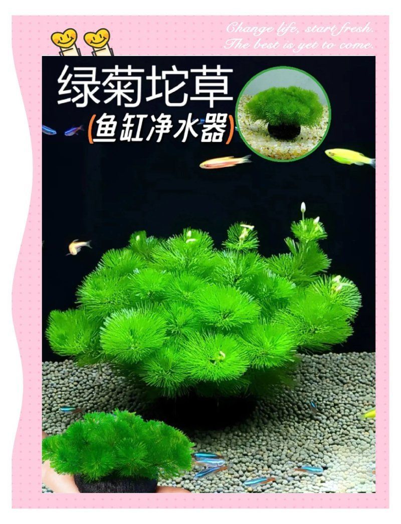 有哪些植物可以吸收魚缸中的有害物質，魚缸里的“水質守護者”