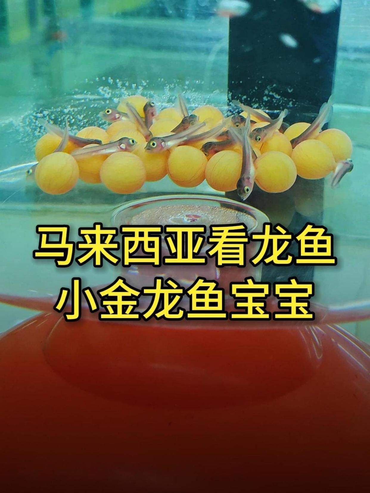 武吉美拉金龍魚有哪些獨特品種？，武吉美拉金龍魚武吉美拉金龍魚的價格是多少武吉美拉金龍魚