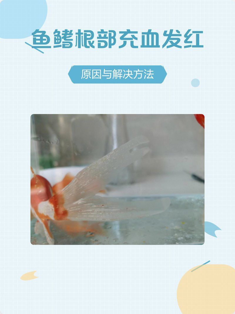 魚鰭充血后如何快速恢復，如何快速恢復魚缸鰭充血？
