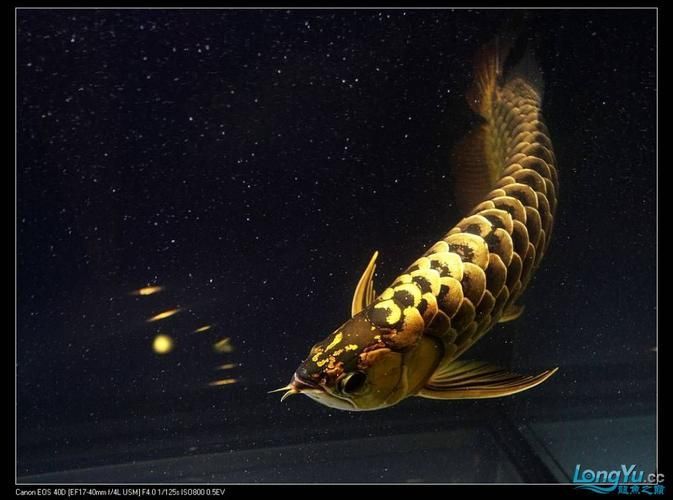 2024年龍魚比賽有哪些組別，024年龍魚比賽的組別包括：金龍組：這是龍魚比賽中的最高級別