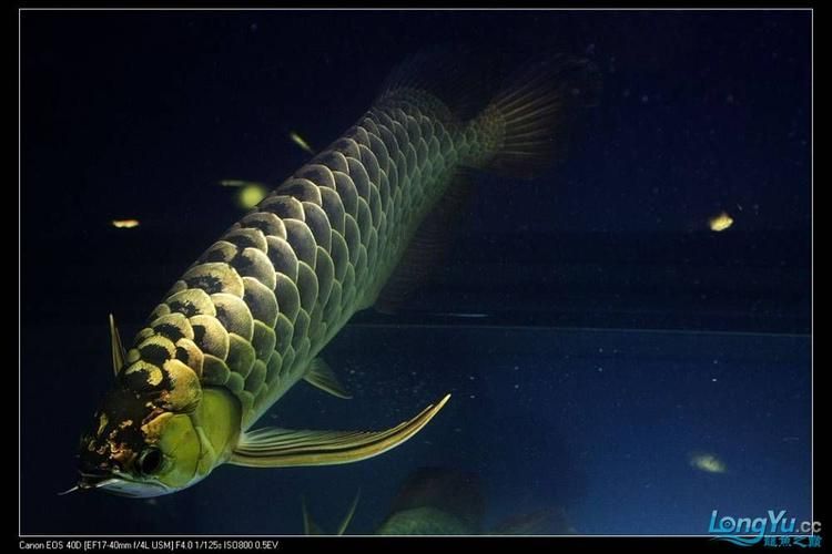 2024年龍魚比賽有哪些組別，024年龍魚比賽的組別包括：金龍組：這是龍魚比賽中的最高級別