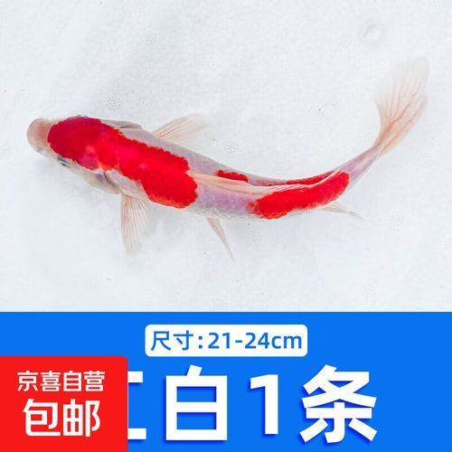 哪里可以購買到優質的20公分錦鯉，20公分錦鯉的購買渠道
