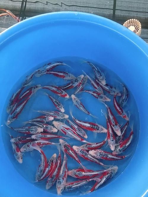 哪里可以購買到優質的20公分錦鯉，20公分錦鯉的購買渠道