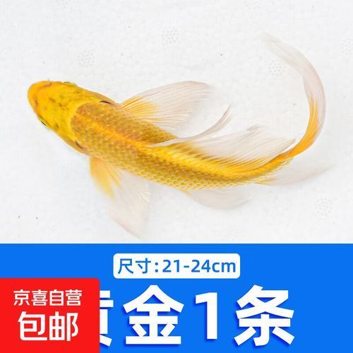 哪里可以購買到優質的20公分錦鯉，20公分錦鯉的購買渠道