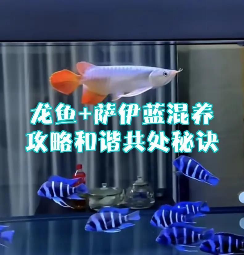 薩伊藍和龍魚混養需要多久適應期，龍魚+薩伊藍和龍魚混養攻略和諧共處秘訣