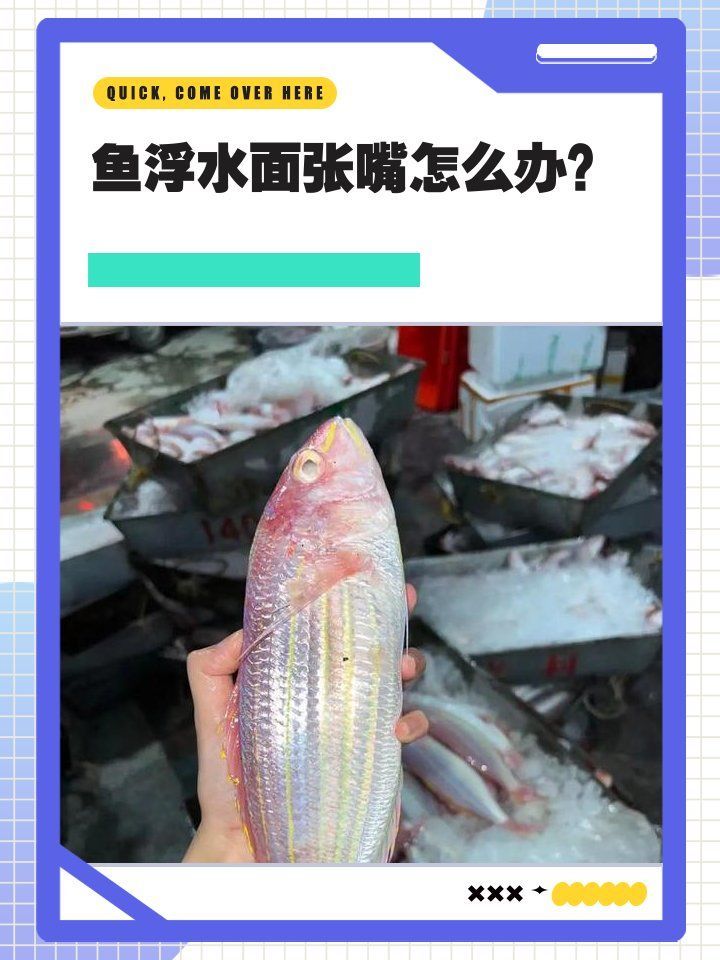 如何區分龍魚的張嘴是疾病還是缺氧？，龍魚張嘴后如何急救？