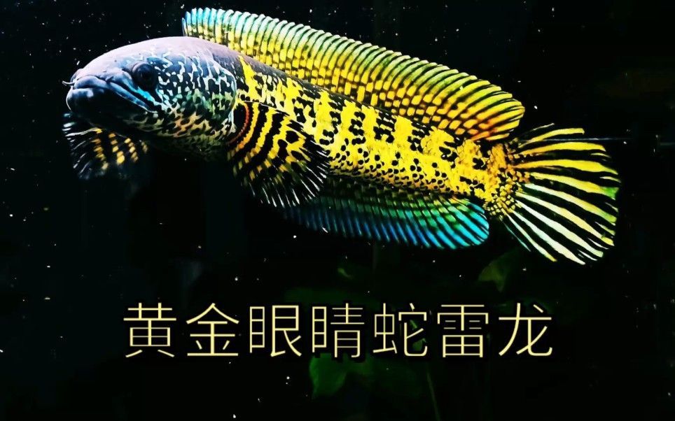 黃金眼鏡蛇雷龍魚，黃金眼鏡蛇雷龍魚是一種觀賞價(jià)值與挑戰(zhàn)性的品種之一