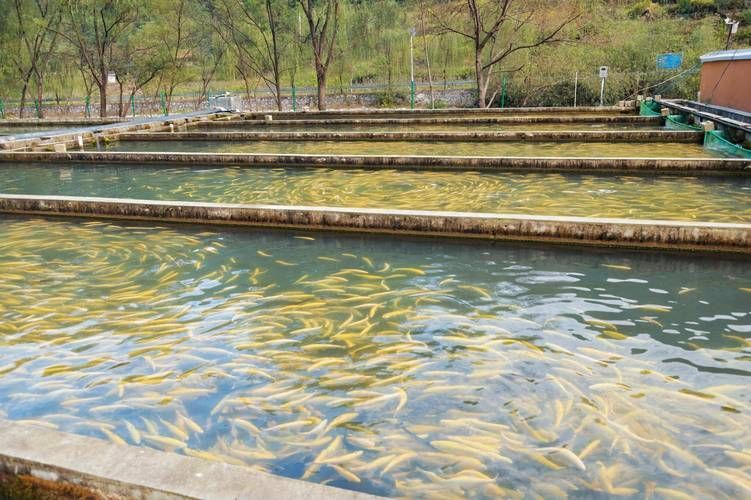 給我一些正寧龍魚(yú)養(yǎng)殖的圖片或視頻，正寧龍魚(yú)養(yǎng)殖是否成功？