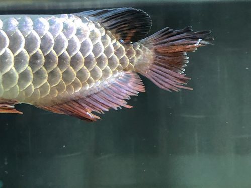 龍魚浮頭張嘴有哪些具體表情包，龍魚浮頭張嘴的表情包可能包括以下幾種