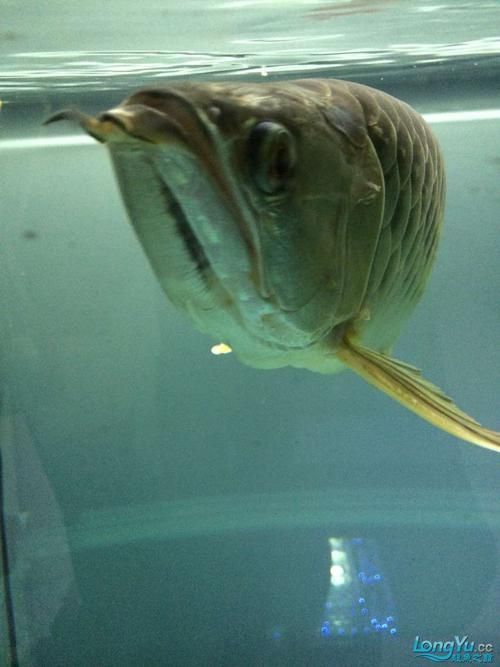 龍魚浮頭張嘴有哪些具體表情包，龍魚浮頭張嘴的表情包可能包括以下幾種