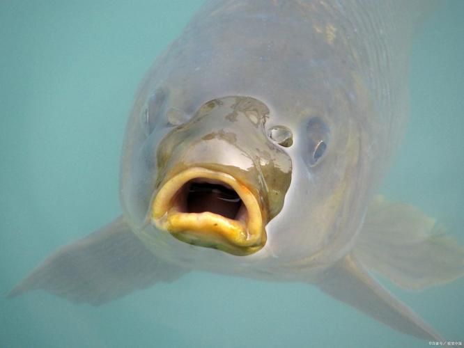 龍魚浮頭張嘴有哪些具體表情包，龍魚浮頭張嘴的表情包可能包括以下幾種