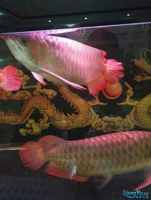 龍魚浮頭張嘴有哪些具體表情包，龍魚浮頭張嘴的表情包可能包括以下幾種