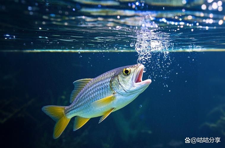 龍魚浮頭張嘴有哪些具體表情包，龍魚浮頭張嘴的表情包可能包括以下幾種