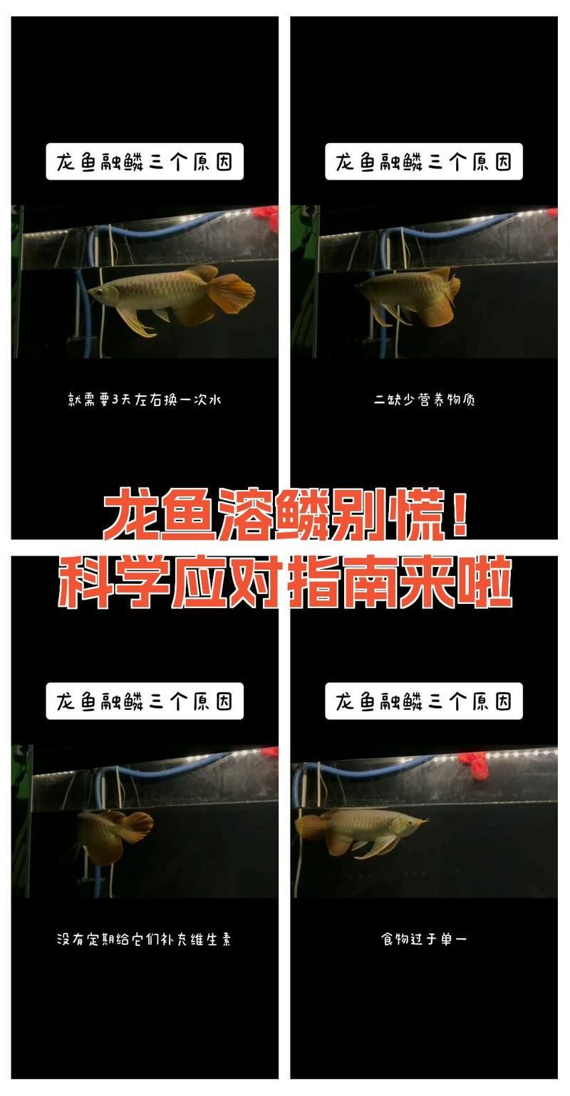 給我推薦一些治療金龍魚溶鱗病的藥物