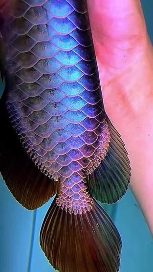 除了血紅色，還有哪些顏色的龍魚很貴？，最貴的龍魚有哪些？