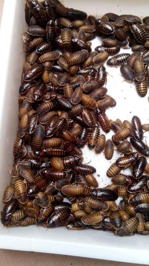 有哪些食物可以替代面包蟲，可以替代面包蟲的食物