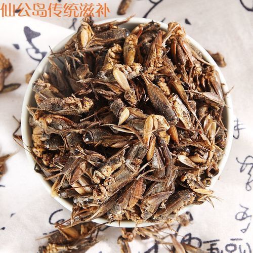 有哪些食物可以替代面包蟲，可以替代面包蟲的食物