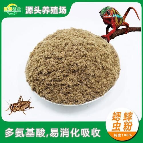 有哪些食物可以替代面包蟲，可以替代面包蟲的食物