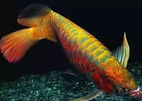 市場上常見的龍魚品種有哪些，十款熱門熱門龍魚大揭秘，紅龍、金龍等品種全解析