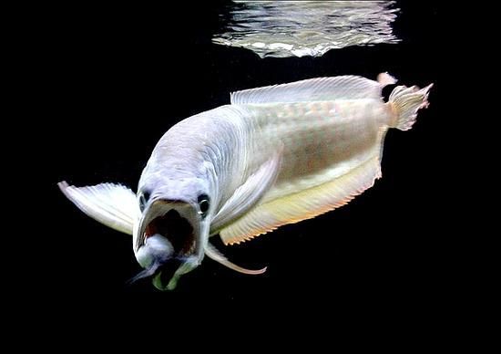 市場上常見的龍魚品種有哪些，十款熱門熱門龍魚大揭秘，紅龍、金龍等品種全解析