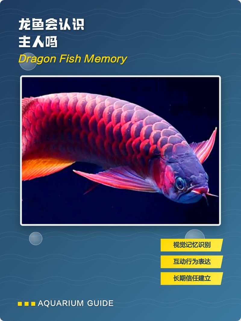 龍魚能認人嗎，龍魚會認主嗎？