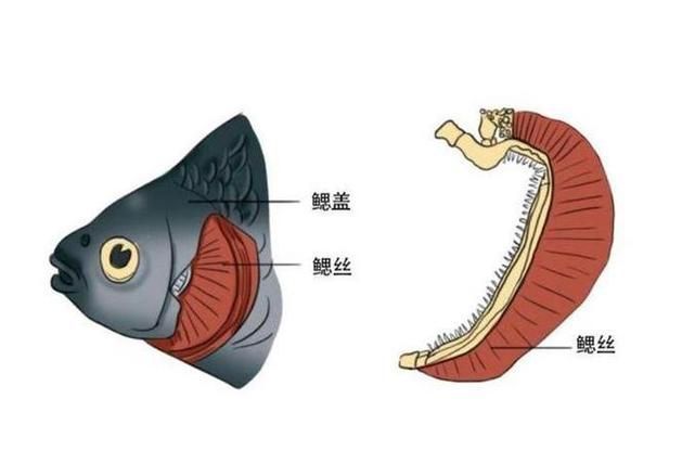 龍魚鰓寄生蟲的生命周期是怎樣的？，龍魚寄生蟲生命周期機(jī)制