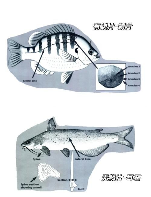 龍魚鰓寄生蟲的生命周期是怎樣的？，龍魚寄生蟲生命周期機(jī)制