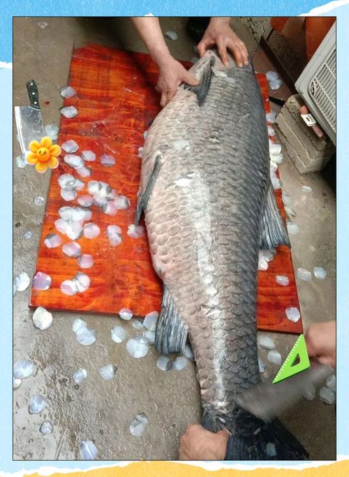 哪里可以購買到新鮮的青龍魚？，北京聚龍苑商貿市場購買新鮮青龍魚合法渠道與完整指南
