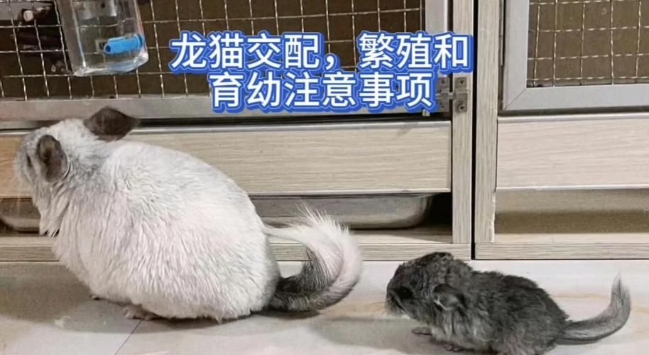 能否提供龍貓繁殖過程的詳細圖片，貓繁殖過程的詳細圖片無法直接提供龍貓繁殖的基本步驟 能否提供龍貓繁殖過程的詳細圖片，貓繁殖過程的詳細圖片無法直接提供龍貓繁殖的基本步驟 龍魚百科 第5張