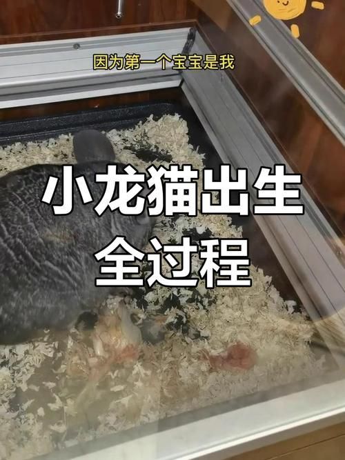能否提供龍貓繁殖過程的詳細圖片，貓繁殖過程的詳細圖片無法直接提供龍貓繁殖的基本步驟 能否提供龍貓繁殖過程的詳細圖片，貓繁殖過程的詳細圖片無法直接提供龍貓繁殖的基本步驟 龍魚百科 第1張