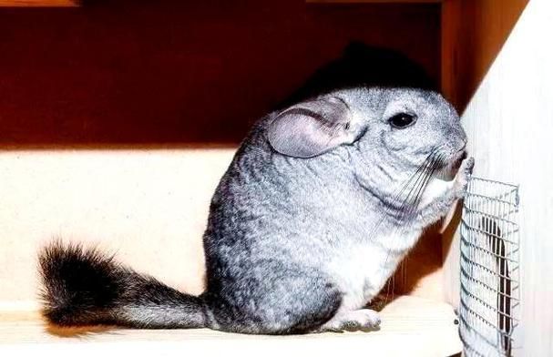 能否提供龍貓繁殖過程的詳細圖片，貓繁殖過程的詳細圖片無法直接提供龍貓繁殖的基本步驟 能否提供龍貓繁殖過程的詳細圖片，貓繁殖過程的詳細圖片無法直接提供龍貓繁殖的基本步驟 龍魚百科 第3張