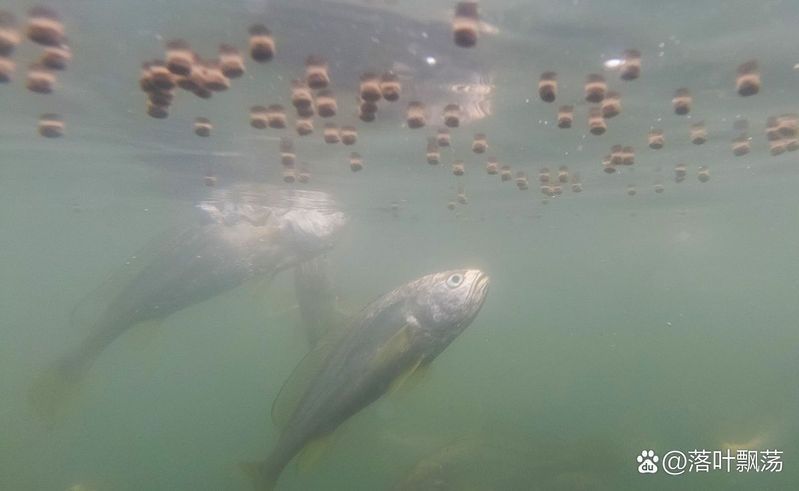 冷水觀賞魚(yú)多久喂一次，冷水觀賞魚(yú)喂食頻率詳解