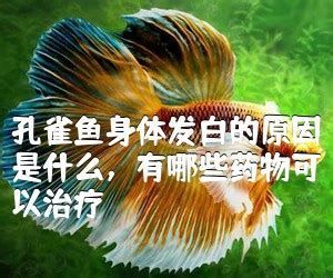 孔雀魚身上發白腐爛怎么治療，孔雀魚身上出現發白腐爛的原因