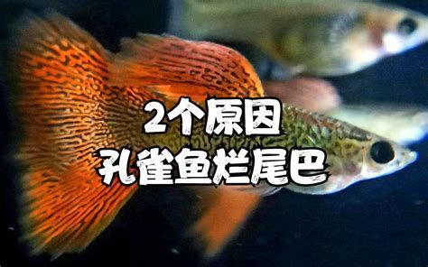 孔雀魚身上發白腐爛怎么治療，孔雀魚身上出現發白腐爛的原因