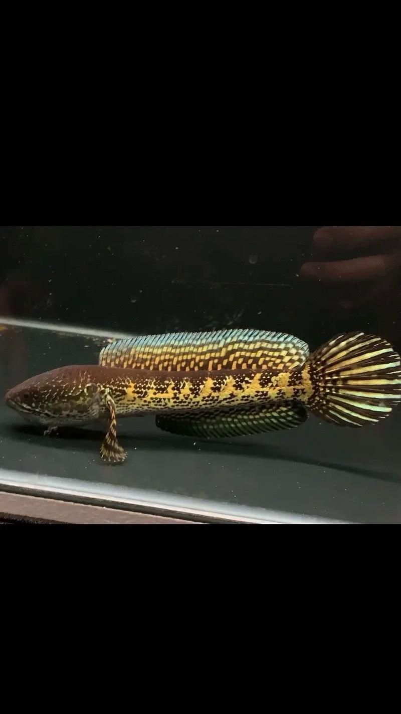 如何預防雷龍魚眼睛白膜，如何預防雷龍魚眼睛白膜（蒙眼）