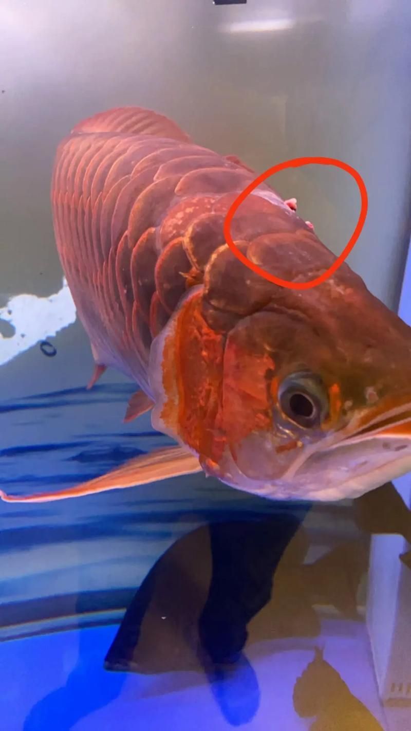 如何判斷紅龍魚是否患有爛尾病，2019年紅龍魚爛尾病診斷指南