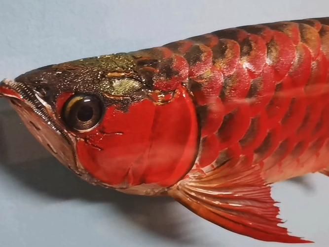 如何判斷紅龍魚是否患有爛尾病，2019年紅龍魚爛尾病診斷指南